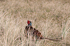 common pheasant