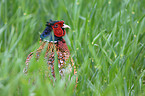 common pheasant