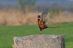 common pheasant