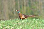 common pheasant