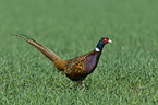 common pheasant
