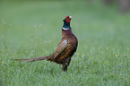 common pheasant