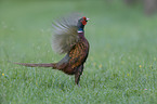 common pheasant