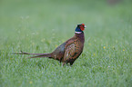 common pheasant