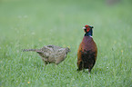 common pheasants