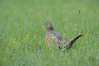 common pheasant