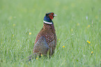 common pheasant