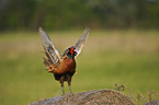 common pheasant