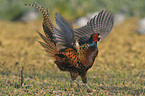 common pheasant