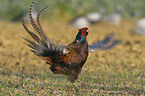 common pheasant