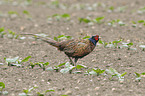 common pheasant