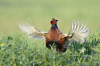 common pheasant