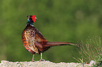 common pheasant