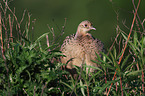 common pheasant