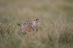 common pheasant