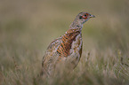 common pheasant