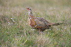 common pheasant