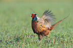 common pheasant