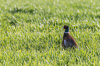 common pheasant