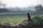 common pheasant