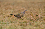 common pheasant