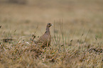 common pheasant