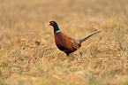 common pheasant