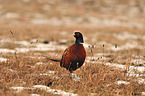 common pheasant