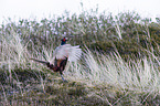 common pheasant