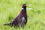 common pheasant