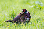common pheasant