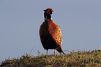 common pheasant
