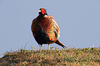 common pheasant
