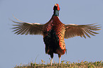 common pheasant