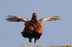 common pheasant