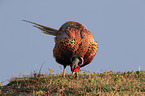 common pheasant