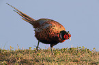 common pheasant