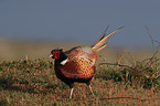 common pheasant