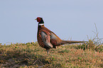 common pheasant