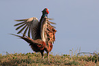 common pheasant