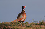 common pheasant