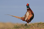 common pheasant