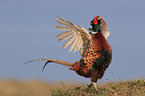 common pheasant