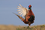 common pheasant