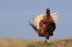 common pheasant