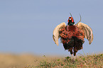 common pheasant
