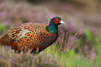 common pheasant