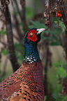 common pheasant