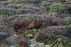common pheasant