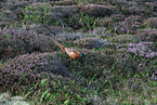 common pheasant